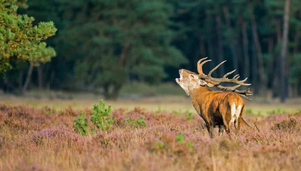 Red deer burls — Φωτογραφία Αρχείου