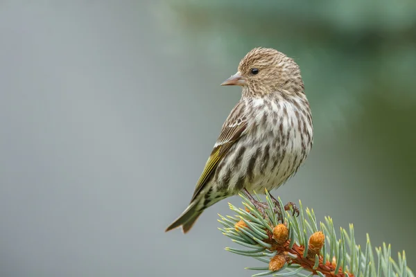 Pinheiro Siskin empoleirado na árvore — Fotografia de Stock