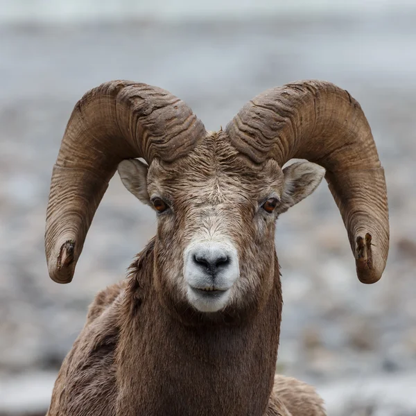 Πορτρέτο πρόβατα πρόβατο με μεγάλα κέρατα — Φωτογραφία Αρχείου