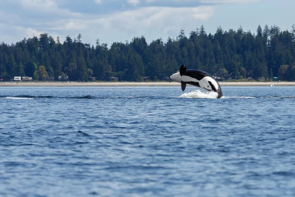 Skoki orca whale — Zdjęcie stockowe