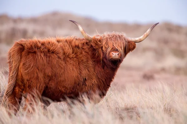 Vaca das Terras Altas na natureza — Fotografia de Stock