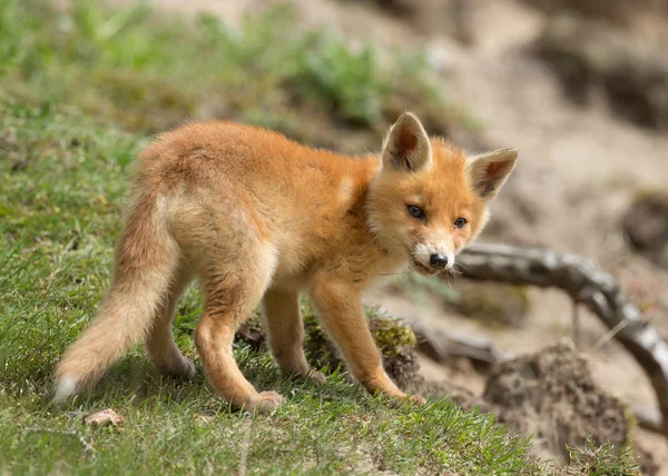 Mladí red fox — Stock fotografie