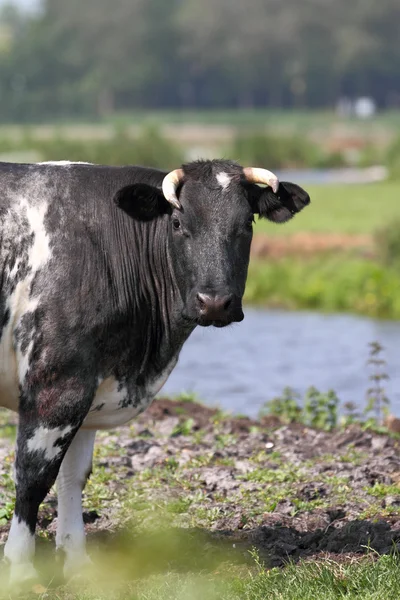 Holenderski czarno-białych krów — Zdjęcie stockowe
