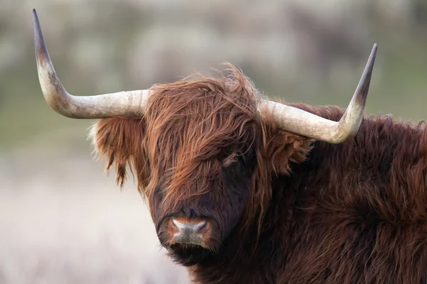 Highland Mucca sulla natura — Foto Stock