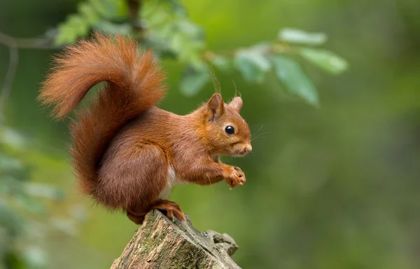 Esquilo vermelho animal — Fotografia de Stock