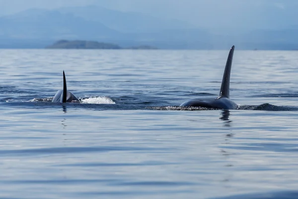 Jumping orca whales — Stock Photo, Image