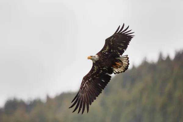 Weißkopfseeadler im Flug über einen See — Stockfoto