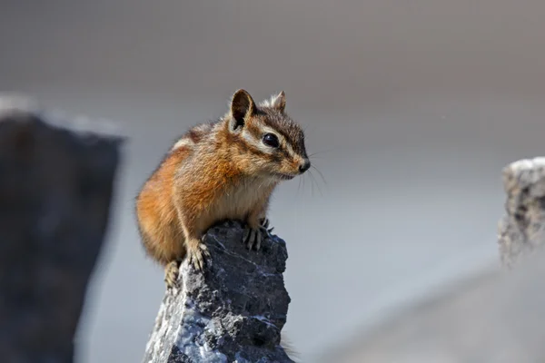 L'écureuil terrestre au Canada — Photo