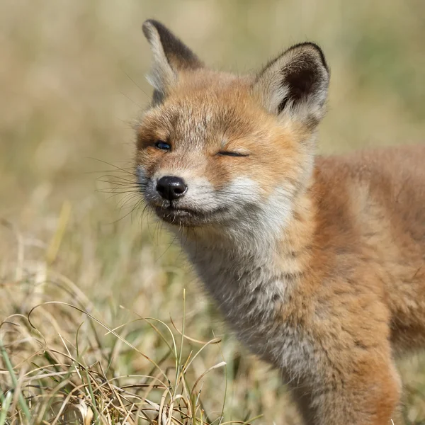 Red fox cub in nature — Stock Photo, Image