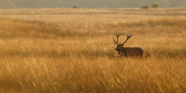 Red deer stałego pola trawy — Zdjęcie stockowe