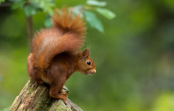 Röd ekorre i skogen — Stockfoto