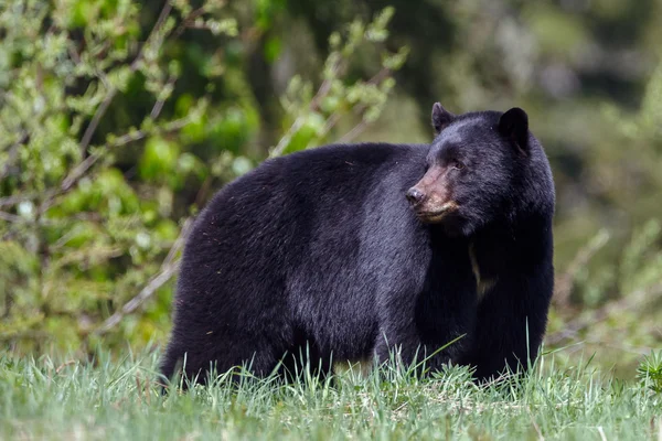 자연에 블랙 곰 — 스톡 사진
