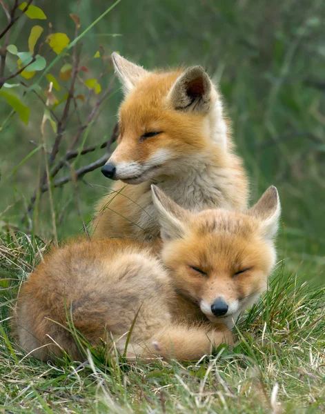 Due piccoli cuccioli di volpe rossa — Foto Stock
