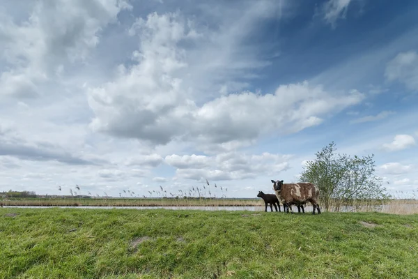 Holland birka, a bárány — Stock Fotó