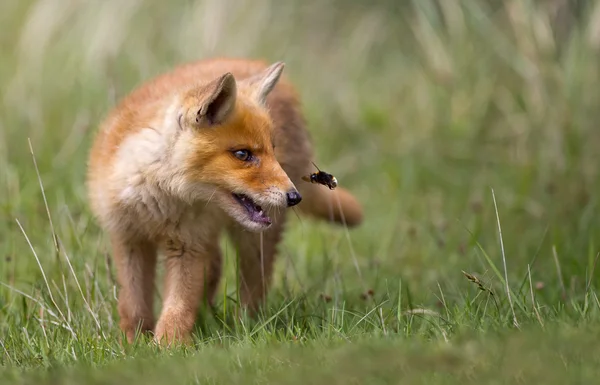 Young red fox — Stock Photo, Image