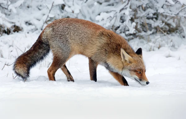 Red fox in de winter — Stockfoto