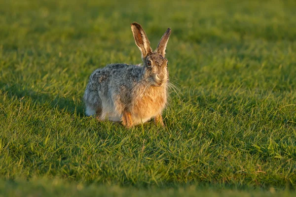 Hare in late sunlight — Stockfoto