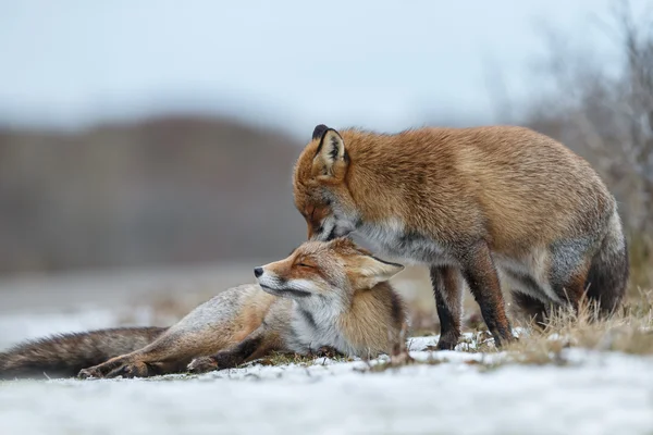 Рыжие лисы обнимаются в снегу — стоковое фото