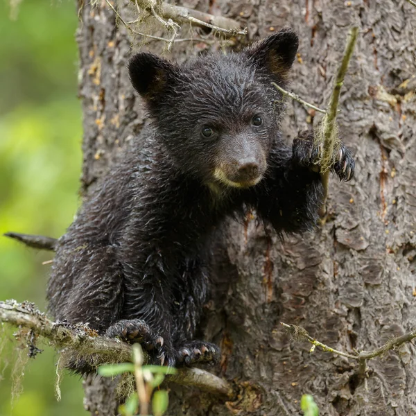 Filhote de urso preto — Fotografia de Stock