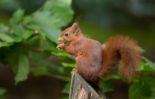 Red Squirrel animal Stock Image