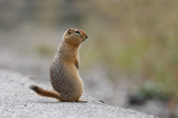 Arctic Ground Squirrel Stock Image