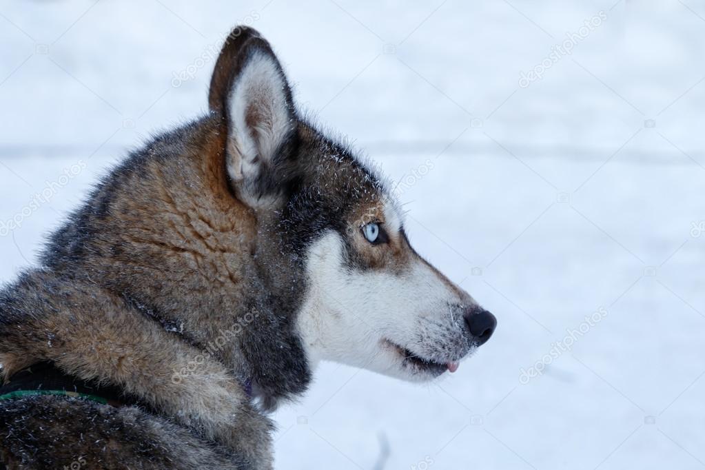 MennoSchaefer