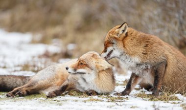Kırmızı tilki karda sarılma