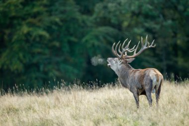 Kızıl geyik çiftleşme içinde