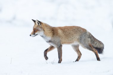 Red fox beyaz kar üzerinden yürüyüş 