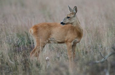 Roe deer in a field  clipart