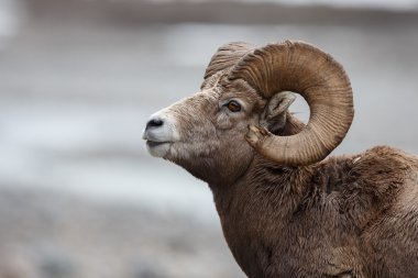 Bighorn Sheep portrait clipart