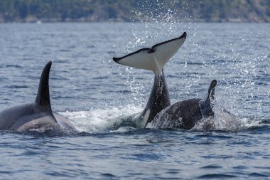 Atlama orca balinaları 