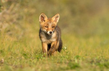 Kızıl tilki yavrusu