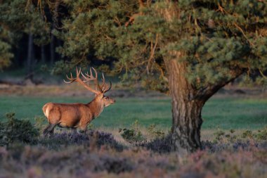 Kızıl geyik hayvan 
