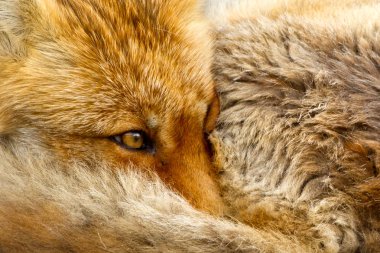 Red fox yakın çekim
