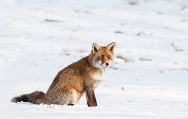 Red fox beyaz kar üzerinden yürüyüş 