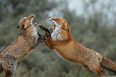 Kızıl Tilki Juvenil mücadele