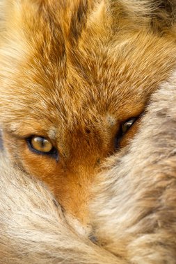 Red fox close up clipart