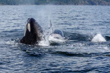 Atlama orca balinaları 
