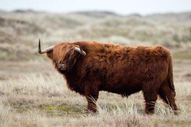 Highland inek niteliğine