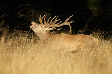 Red deer in mating season clipart