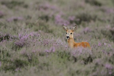 Karaca alanındaki heather 