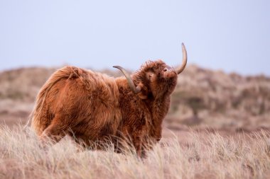Highland inek niteliğine