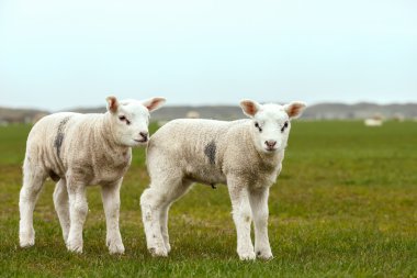 Hollanda'da bir çayır, Kuzuların Sessizliği