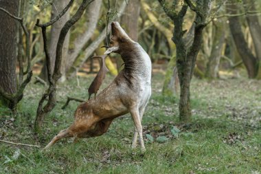 Red deer in hunting season clipart