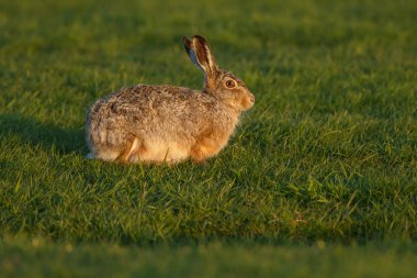 Geç güneş ışığında hare 
