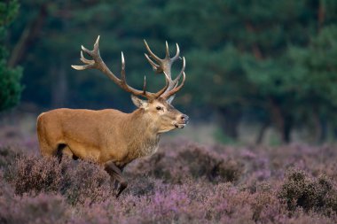 Kızıl geyik hayvan 