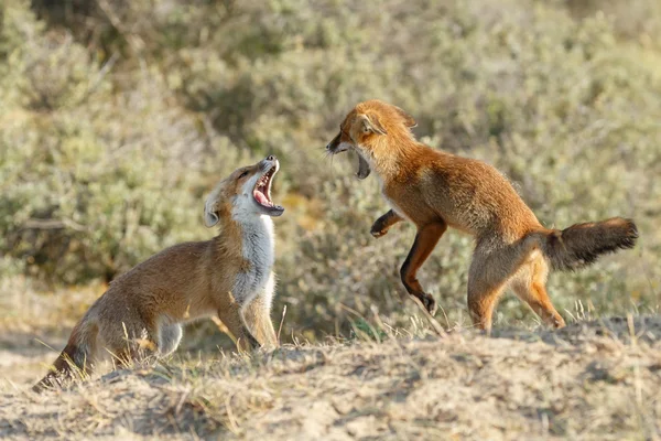 Raposa vermelha luta juvenil — Fotografia de Stock