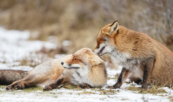 Zorros rojos abrazándose en la nieve —  Fotos de Stock