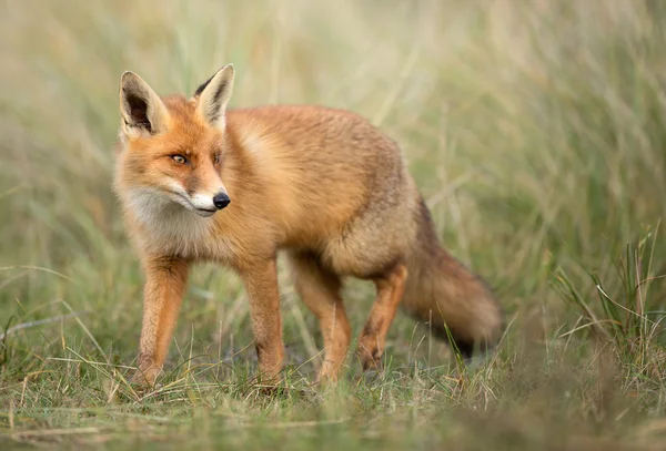 Red fox in the dunes — Stock Photo, Image